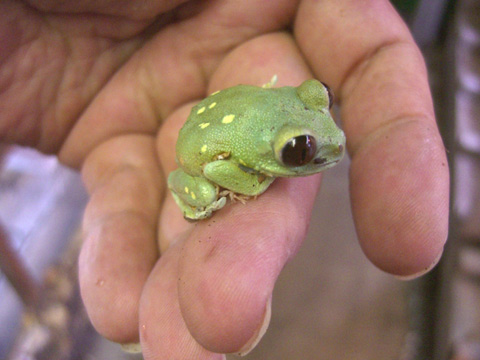 ウルグルオオクサガエル(8)