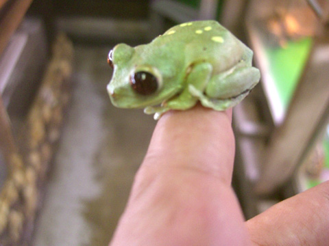 ウルグルオオクサガエル(9)