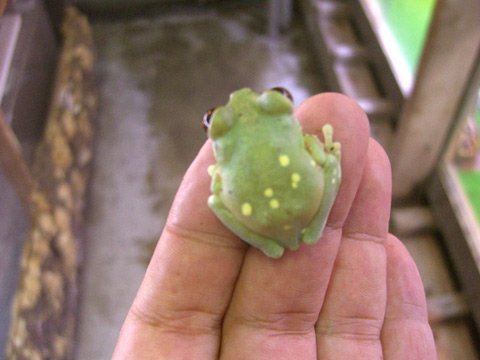 ウルグルオオクサガエル(10)