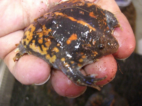 メキシコジムグリガエル(1)