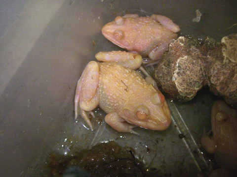 トラフガエル(2)