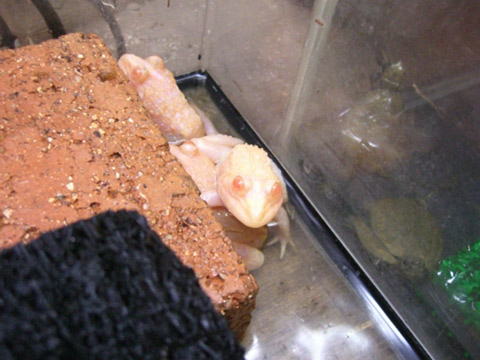 トラフガエル(3)