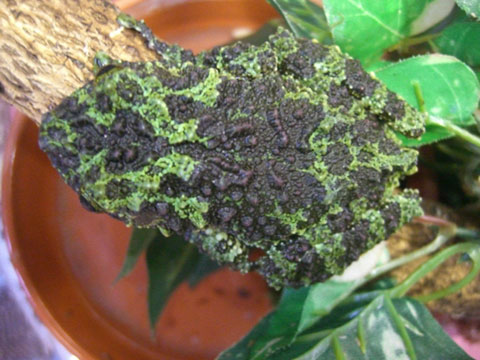 ベトナムモッシーフロッグ(9)