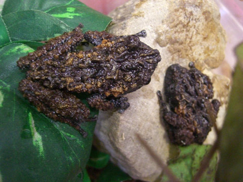 ゴードンモッシーフロッグ(2)