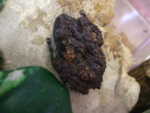 ゴードンモッシーフロッグ