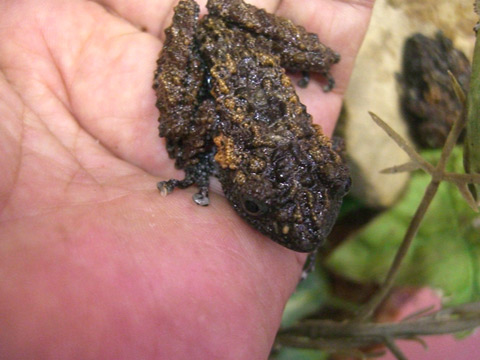 ゴードンモッシーフロッグ(3)