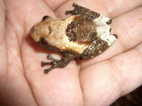 キハダガエル(3)