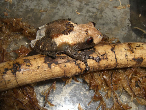 キハダガエル(1)