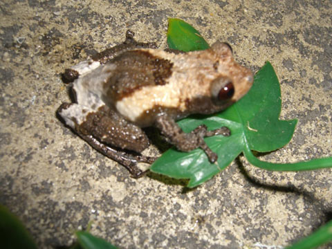 キハダガエル(2)