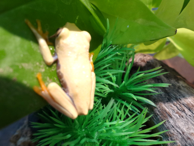 アカメアマガエル(11)