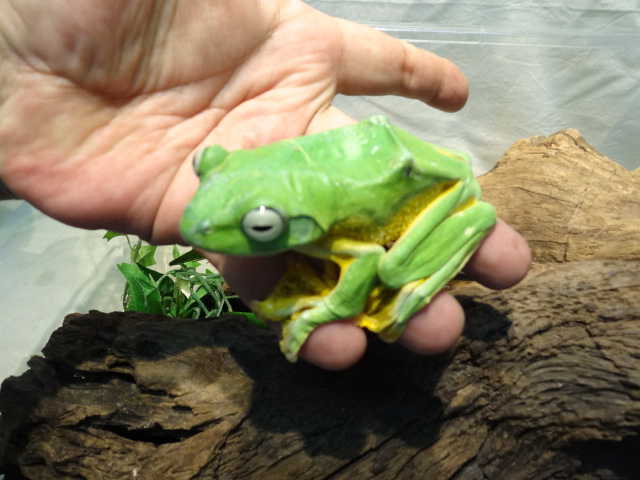 レインワードトビガエル(3)