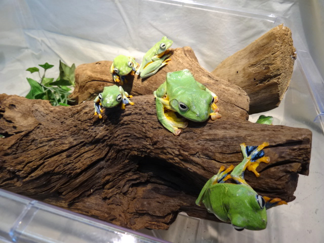 レインワードトビガエル(2)