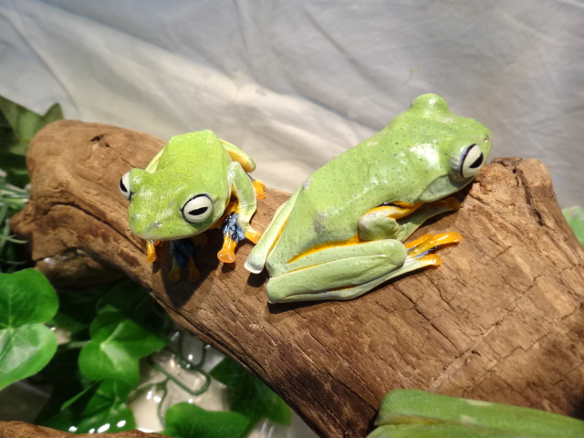 レインワードトビガエル(1)