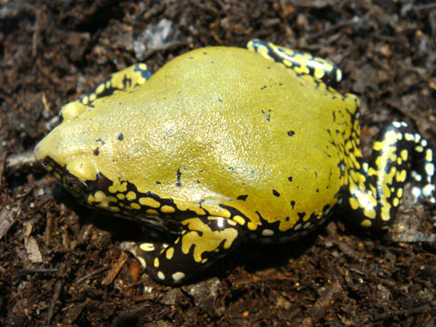 アルゼンチンアナホリガエル