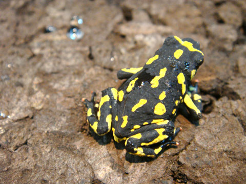 ステルツナーヒキガエル(7)