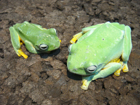 レインワードトビガエル(4)