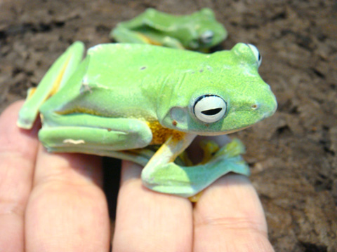 レインワードトビガエル(5)