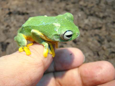 レインワードトビガエル(6)