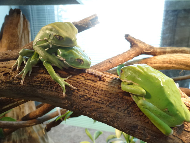 ソバージュネコメガエル