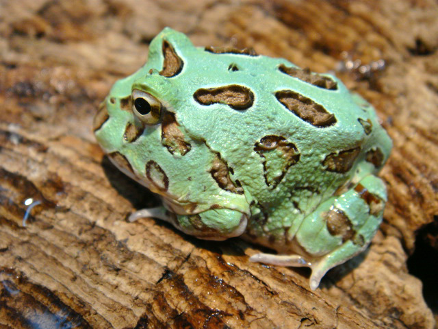 クランウェルツノガエル(5)