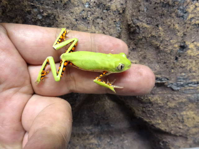 アズレアネコメガエル