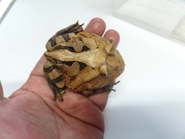 アマゾンツノガエル(2)