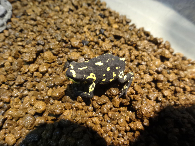 ステルツナーヒキガエル(6)