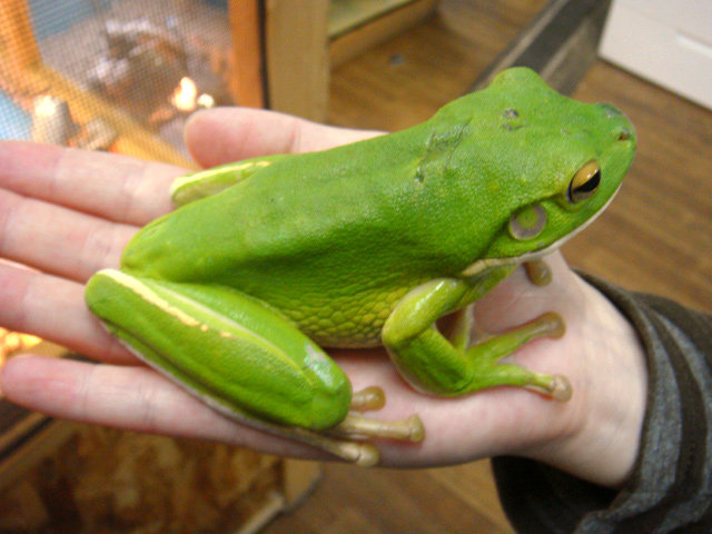 クツワアメガエル(6)