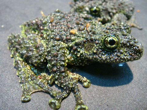 ベトナムモッシーフロッグ(10)