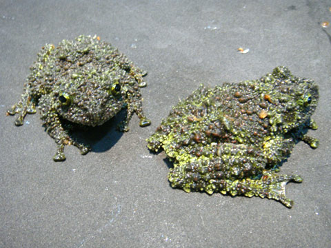 ベトナムモッシーフロッグ(11)