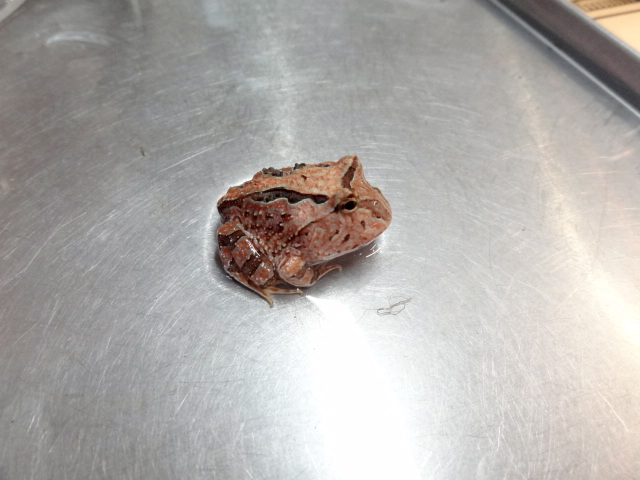 ファンタジーツノガエル(9)