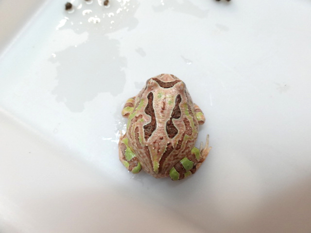 ファンタジーツノガエル(10)