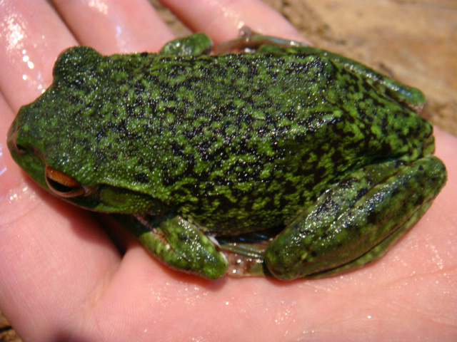 モリアオガエル(4)