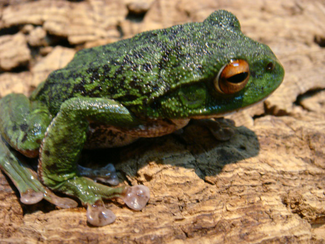 モリアオガエル(3)