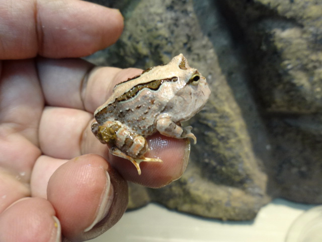 ファンタジーツノガエル(5)