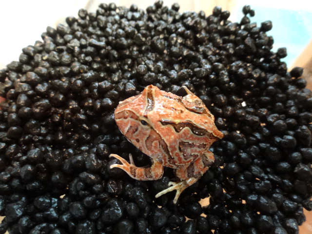 ファンタジーツノガエル(6)