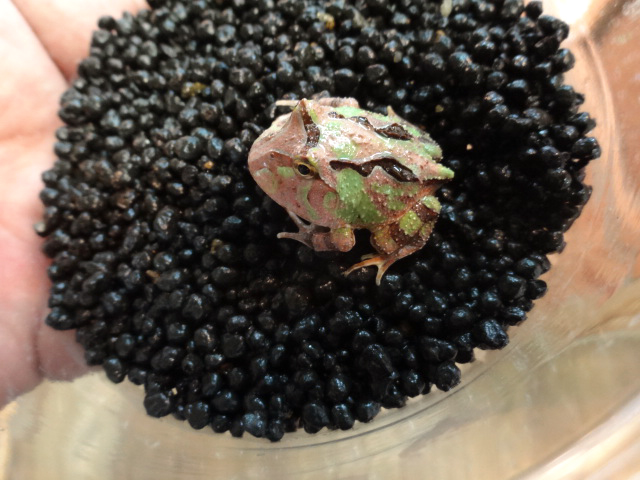 ファンタジーツノガエル(8)