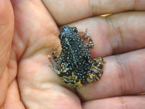 マレーハラボシガエル