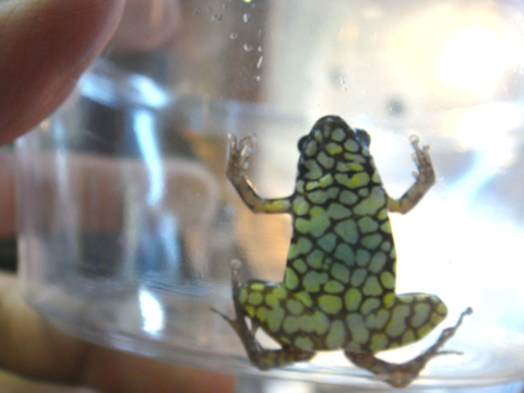 マレーハラボシガエル(3)