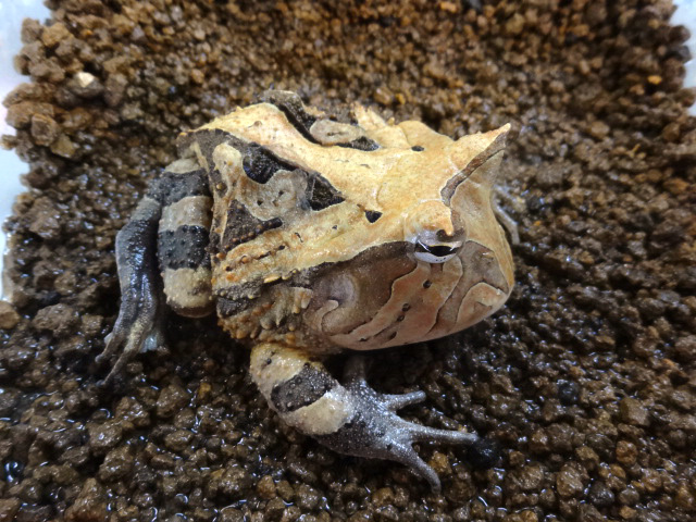 アマゾンツノガエル(7)