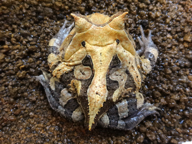 アマゾンツノガエル(8)