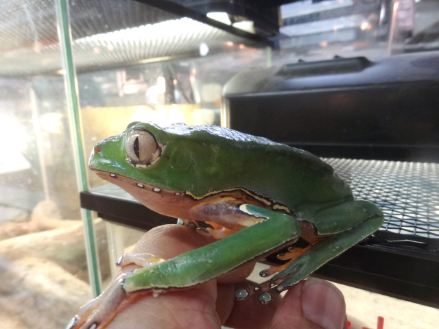 ジャイアントネコメガエル(5)