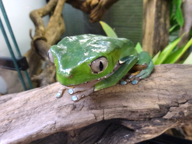 ジャイアントネコメガエル(7)
