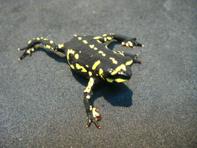 ステルツナーヒキガエル(1)