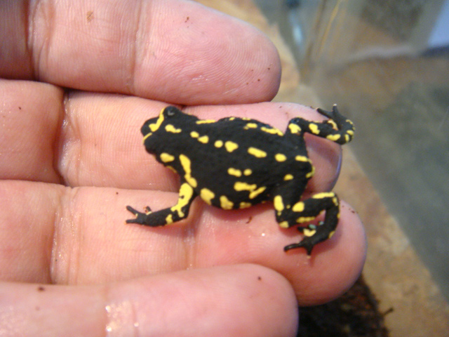 ステルツナーヒキガエル(3)