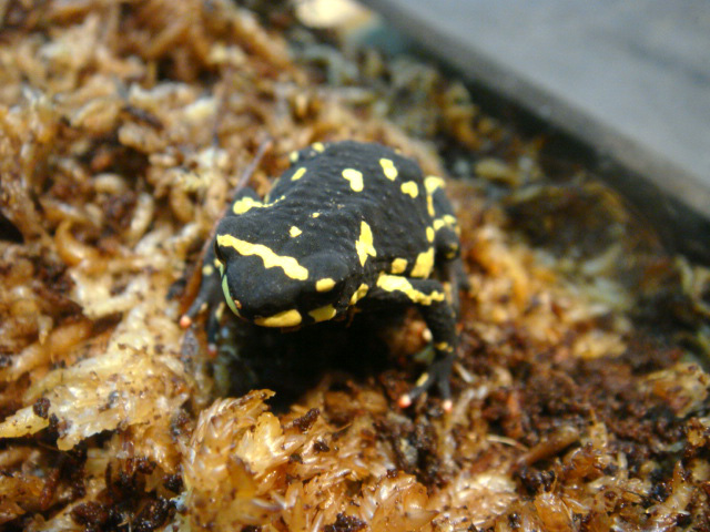 ステルツナーヒキガエル(2)