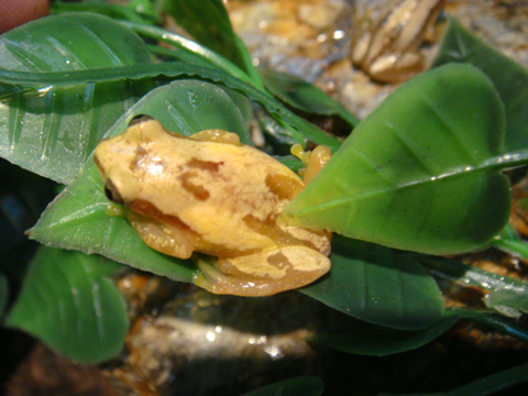 デリケートバナナガエル(2)