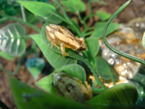 デリケートバナナガエル(3)