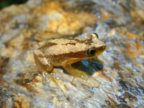 カエル　インドネシア　木製バナナ　特大 yayapapus-y_150586838