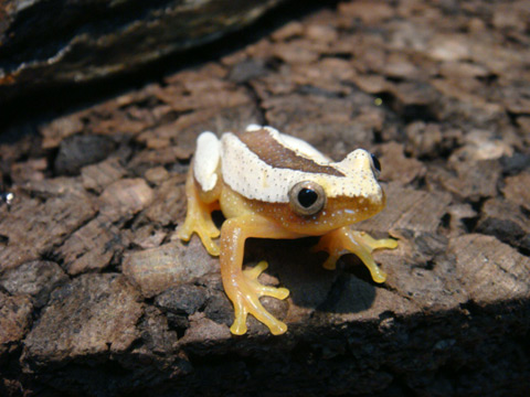 ヒガシオオバナナガエル カエル図鑑